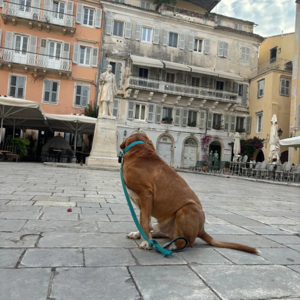 Dog tour with support for the stray animals